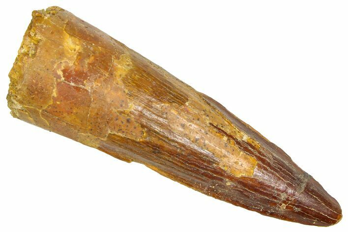 Fossil Spinosaurus Tooth - Real Dinosaur Tooth #366464